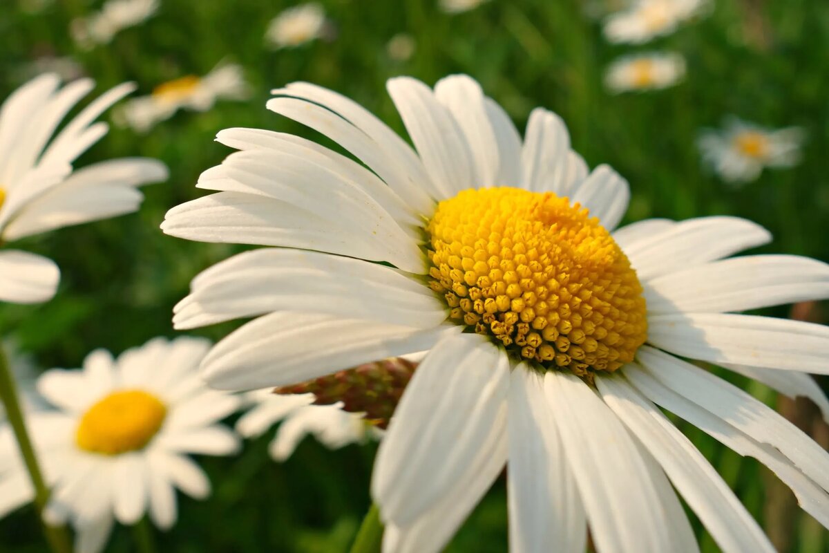 Florakliniken i Stenungsund